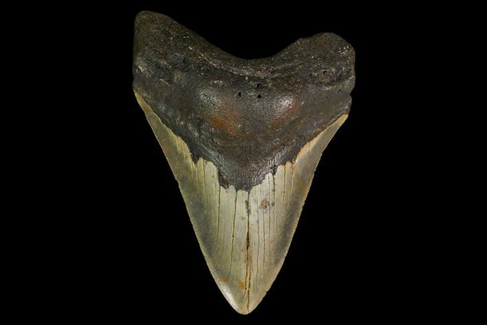 Fossil Megalodon Tooth - North Carolina #147025